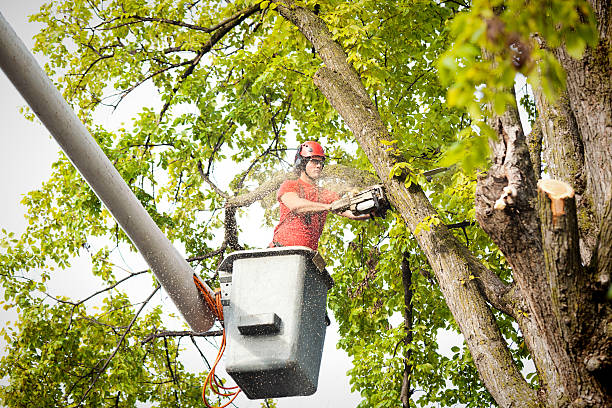 Leaf Removal in Chetopa, KS